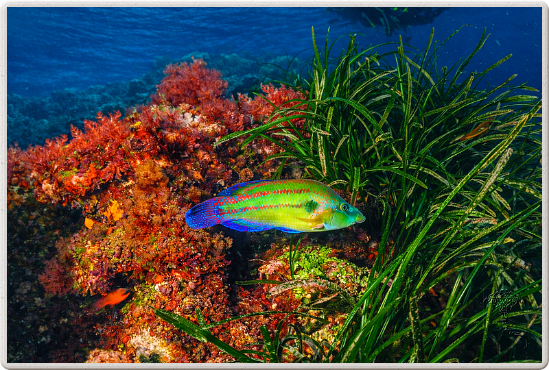 agay_2009-05-08_17-11-50