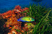 agay_2009-05-08_17-11-50.png