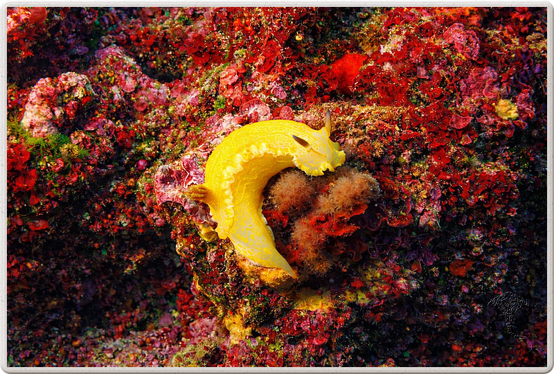 agay_2009-05-08_17-15-41.png