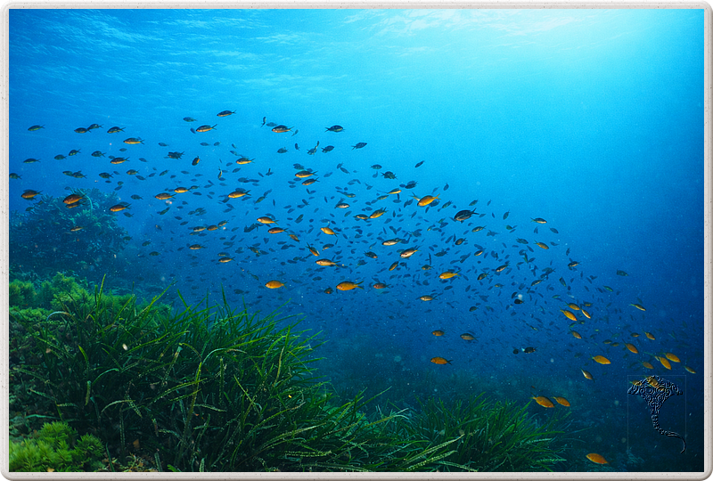 agay_2009-05-08_17-20-18