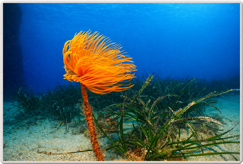 agay_2009-05-09_10-57-24