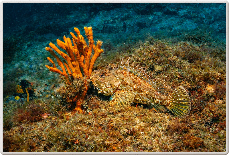 agay_2009-05-09_11-08-08