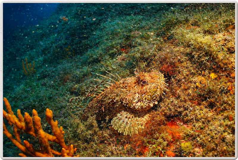 agay_2009-05-09_11-09-13