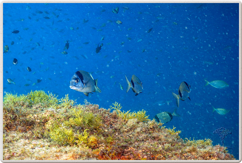 agay_2009-05-09_11-31-38