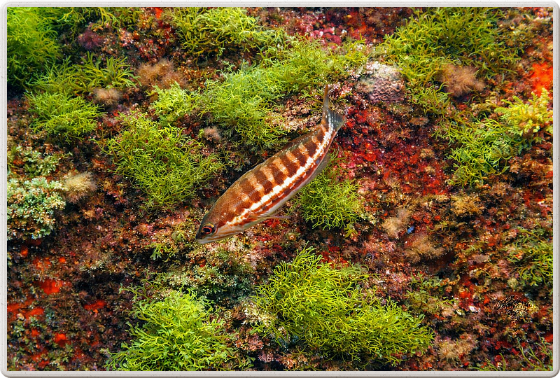 agay_2009-05-09_11-34-26