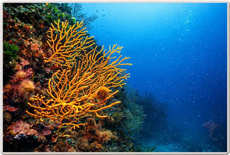 agay_2009-05-09_16-49-03