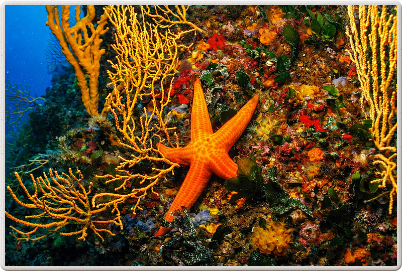 agay_2009-05-09_16-51-12
