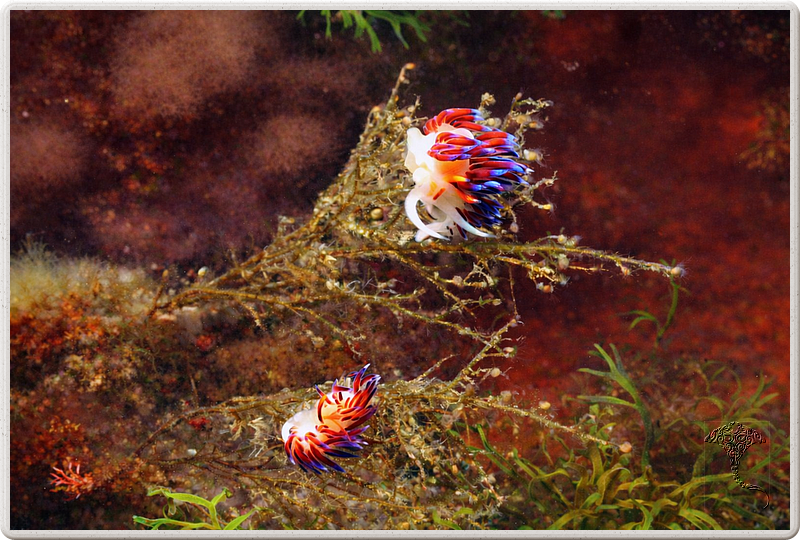 agay_2009-05-09_17-04-22