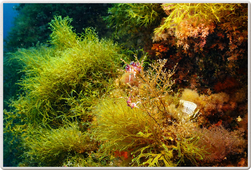 agay_2009-05-09_17-05-12