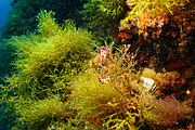 agay_2009-05-09_17-05-12.png