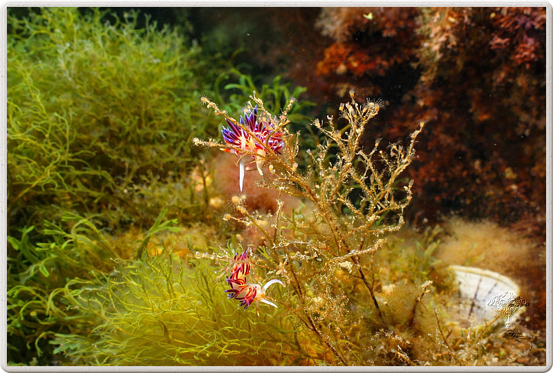 agay_2009-05-09_17-05-13