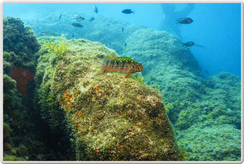 agay_2009-05-09_17-09-00