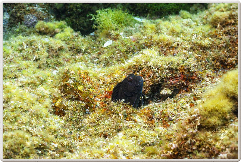 agay_2009-05-09_17-10-35